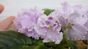 Цветения фиалки  РМ-Леонора (Скорнякова Наталья)