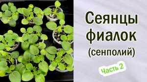 Фиалки (сенполии). Сеянцы после пикировки. Ёмкости и их размер. Куда лучше пикировать.  #seedlings