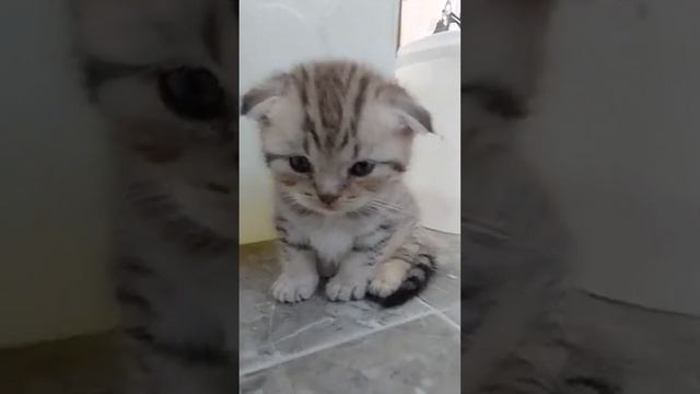 КОТИК НЕ ГРУСТИ! #cats #pets #кошки