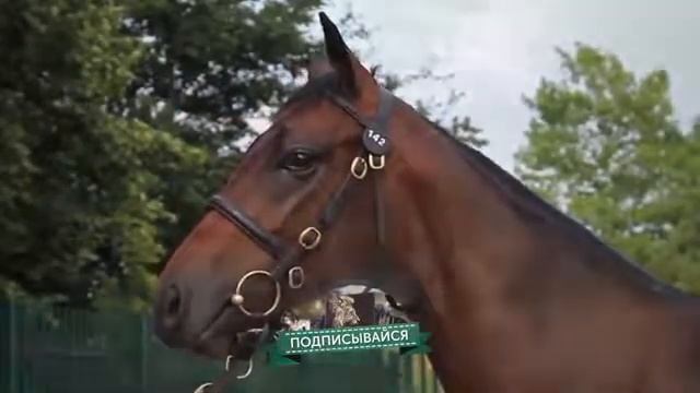 10 Самих балшой лошади в мире смотреть онлайн