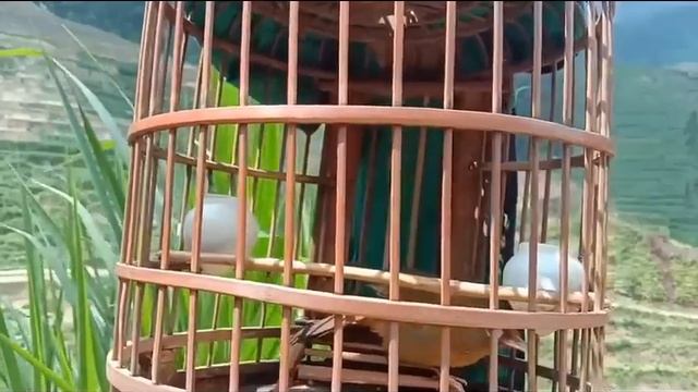 Расслабляющая музыка со звуками природы - музыка леса, музыка для медитации, звуки птиц смотреть онлайн