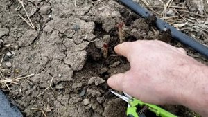 Пересаживаю поросль малины Маравиллы.10 марта 2024г.