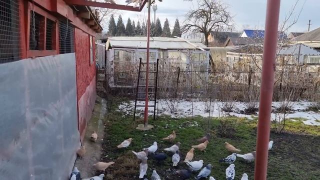 t  меняет голубей