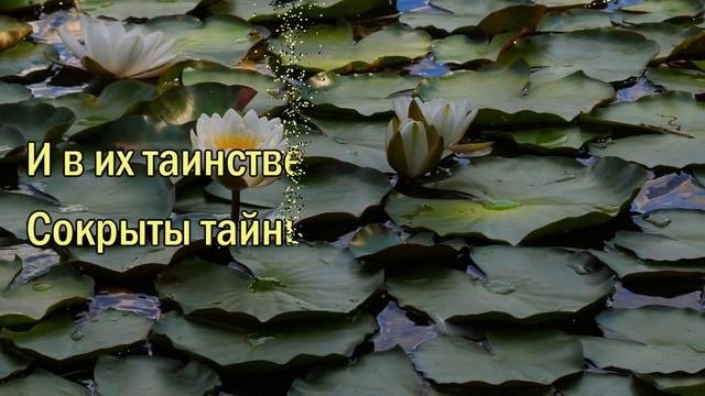 ?ОЧЕНЬ КРАСИВОЕ ПОЖЕЛАНИЕ ЖЕНЩИНЕ, ДЕВУШКЕ, ЛЮБИМОЙ. Все цветы мира для тебя!