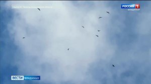 Коршуны улетают на юг