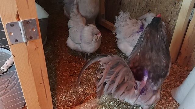 КУРЫ НЕСУШКИ С СЕКРЕТОМ/ СУПЕР ПОРОДА КУР/СПЕЦИАЛЬНОЕ ПРЕДЛОЖЕНИЕ ДЛЯ НАЧИНАЮЩИХ ПТИЦЕВОДОВ смотреть онлайн