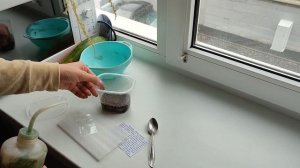 Сажаю семена Каладиума! | Безумный эксперимент