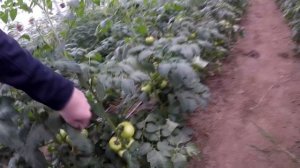 Шикарная теплица! Томат Пинк Крим F1, Пинк Импрешн F1 и другие.