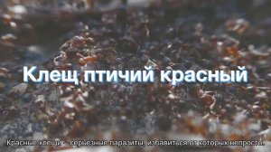 Паразиты попугаев