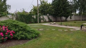 Г. ф. винограда селекции Баранова Зоренька на 09.08.24. в Воронеже.