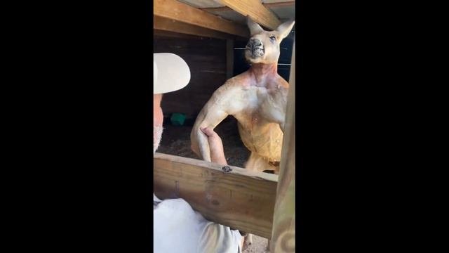 Прикольные и смешные! Подборка забавных животных для хорошего настроения!