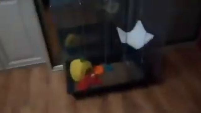 Как содержать сахарного поссума! смотреть онлайн