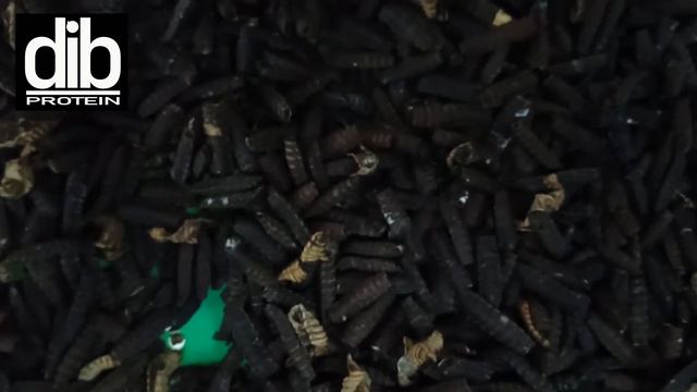 Селекция чёрной львинки №1 смотреть онлайн