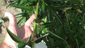 Пион Wisconsin Cream