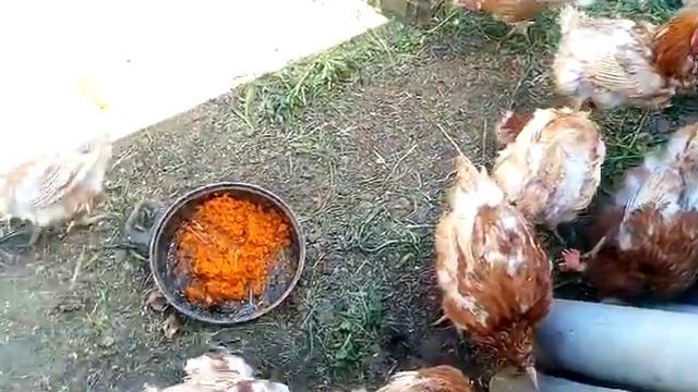 Ошибки при выборе кур несушек