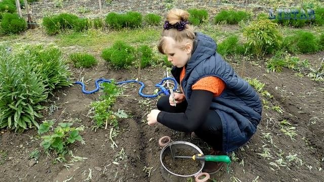 Гибискус тройчатый посадка уход размножение выращивание. Как посадить гибискус. Посадка гибискуса.