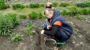 Гибискус тройчатый посадка уход размножение выращивание. Как посадить гибискус. Посадка гибискуса.