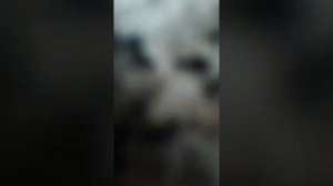 Посадка фасоли в домашних условиях
