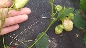 клубника Львовская ранняя