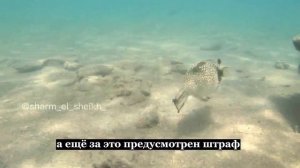 отель Gafy, пляж и риф Шарм Эль Шейх. Экскурсии от Лены