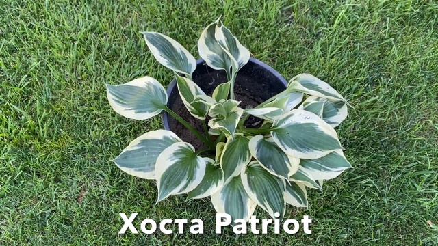 Какие хосты растут в саду/ Растения для тенистого сада. смотреть онлайн