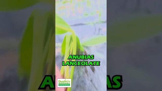 ANUBIAS LANCEOLATA (MEGA HARDY BACKGROUND PLANT FOR SALE)