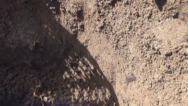 Второй год жизни луковичек лилии смотреть онлайн