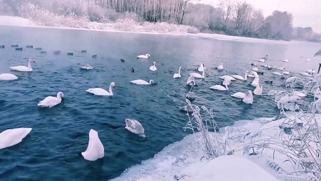 Лебединое озеро. Алтайский край #лебединоеозеро #алтайскийкрай