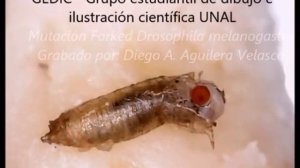 Drosophila melanogaster   Forked mutation   eclosion