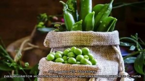 Чем полезен и вреден горох для человека