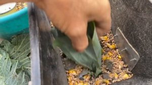 Перепела несушки теряют перо в чём секрет❓//Самодельный корм для кур и перепелов