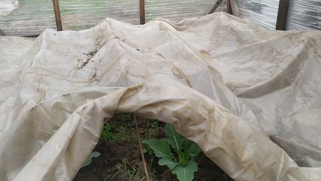 Парник из стрейч пленки. Плюсы и минусы. смотреть онлайн