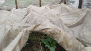 Парник из стрейч пленки.  Плюсы и минусы.