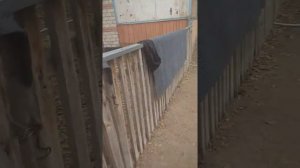 Как приручить собаку к птице и ,что делать если собака душит птицу