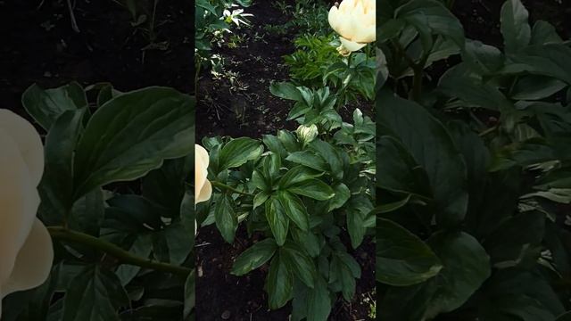 Пион Пастелеганс (Pastelegance) смотреть онлайн