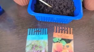 БЕЗ ЭТОГО СЕКРЕТА не начинайте сеять семена на Рассаду