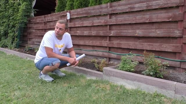 Опасное заболевание роз, не растут листья, побеги деформированы, хлороз розы, вирусное увядание роз