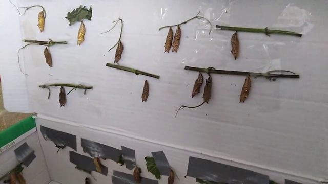 Куколки крапивницы