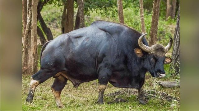 Гаур: Ест Грязь, Ломает Тигров, Ненавидит Людей⁠⁠ смотреть онлайн