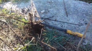 Фундук Трапезунд.Саженцы с саженцев.Часть первая.