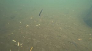 Jackall Rerange 110SP. Подводная съемка. Underwater footage