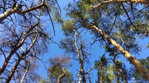 Звуки живой природы - Relax. Sounds of wildlife