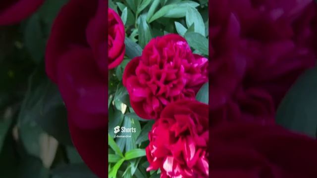 Моя прелесть #shorts смотреть онлайн