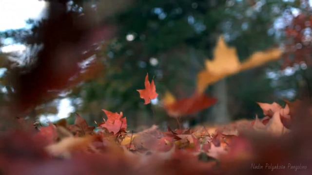 Pangolino by Nadin Polyakova (Flute, Clarinet, Percussion, Piano, Cello) смотреть онлайн