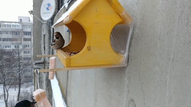 дятлы кушают сало смотреть онлайн