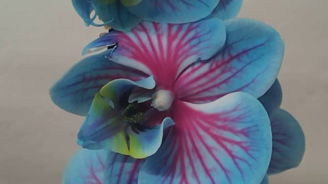 Phalaenopsis Wonder Of Nature