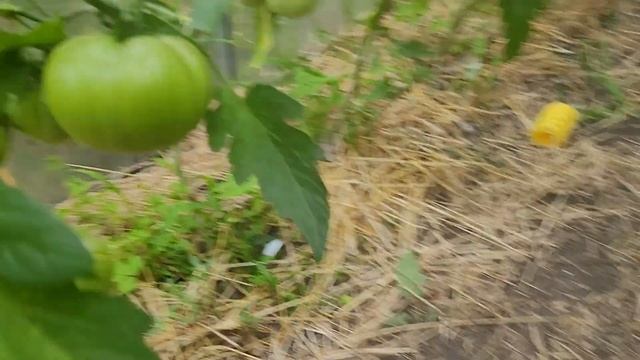 Обзор томатов в теплице .Часть 1 от 18 июля смотреть онлайн