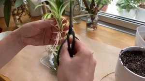 Spider-plant propagation. Размножение хлорофитума в воде.