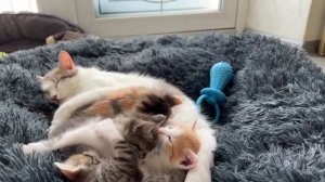 Котятки играют между собой