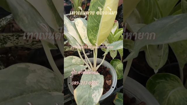 เทาเงินด่าง อโกลนีมา , Aglaonema Sp.